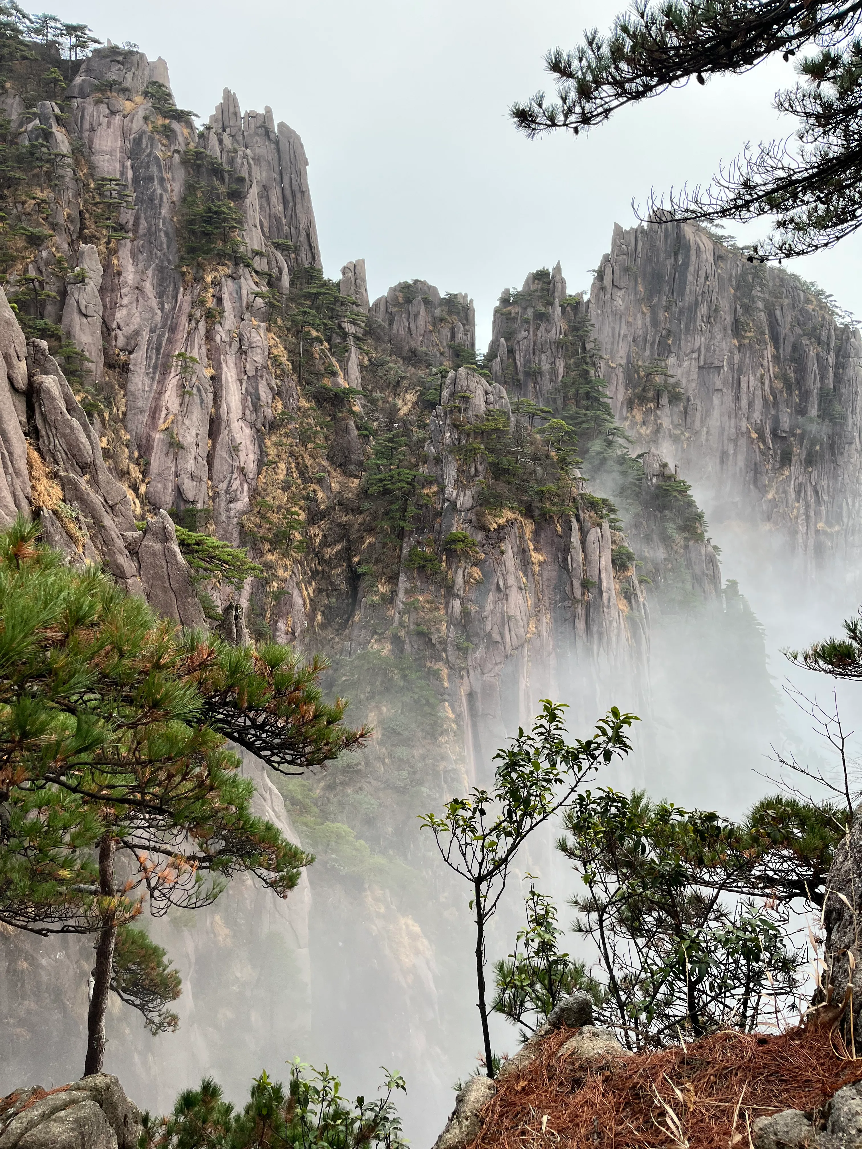 云雾间的黄山峰林与松树