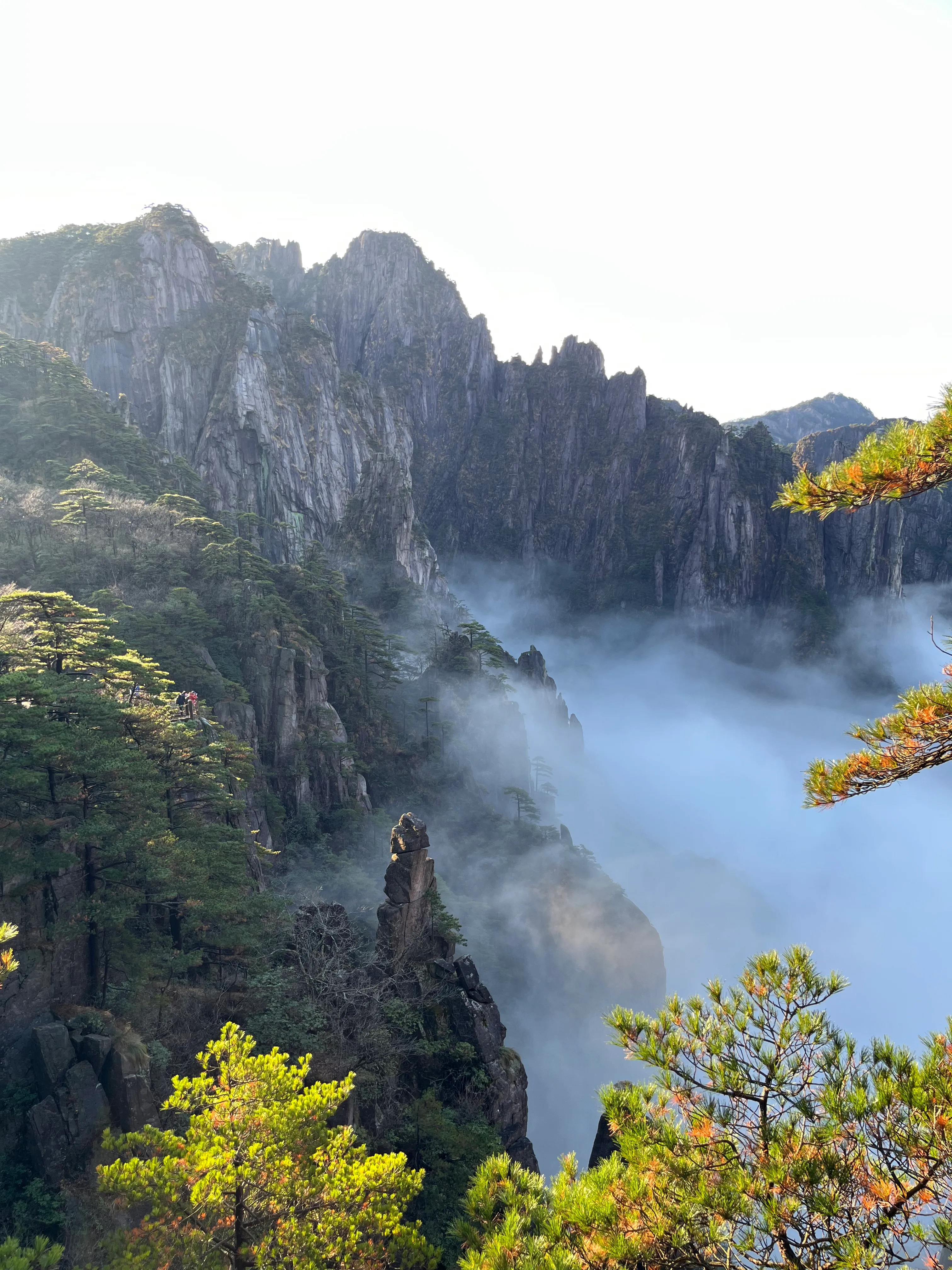 云雾中的西海大峡谷石峰与松树
