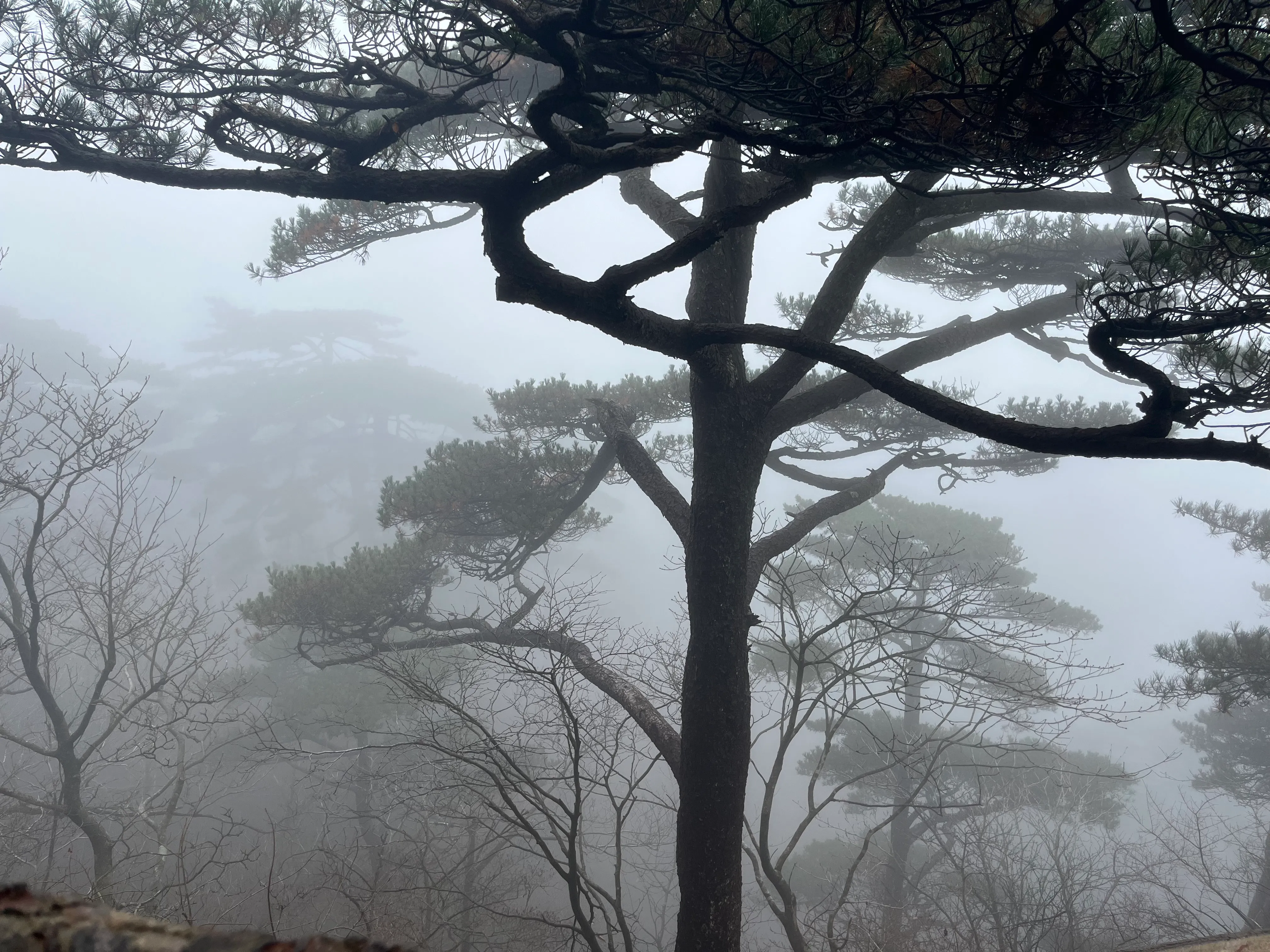 浓雾中的黄山松与远处山路